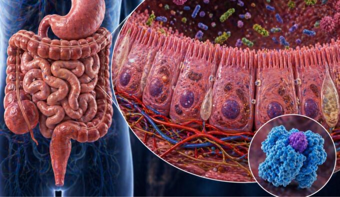 DAO and gut health connection showing enzyme activity in gut lining for histamine breakdown